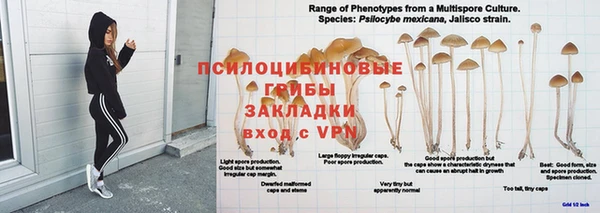 ГАЛЛЮЦИНОГЕННЫЕ ГРИБЫ Аркадак
